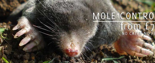 Mole Catcher